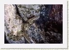 s0_060_rocks_oct67 * A brighter and serpent free view of the area in slide 059 * 4256 x 2856 * (3.76MB)